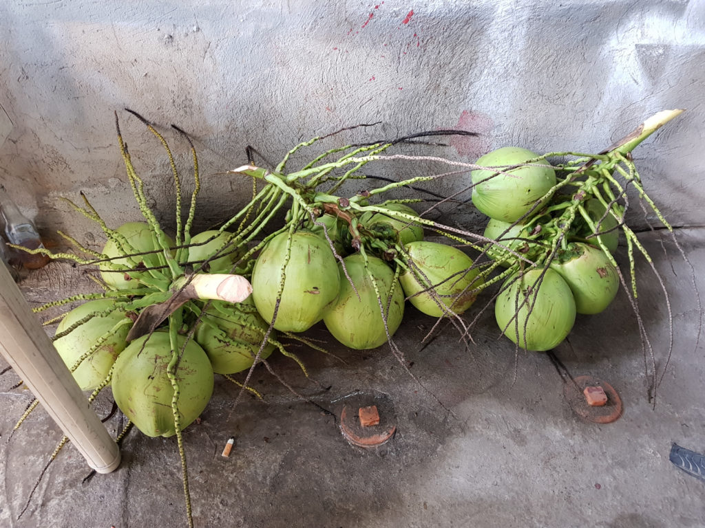 orzechy kokosowe, kokosy
