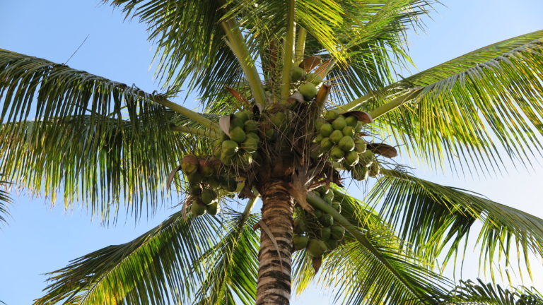 Głodówka na wodzie kokosowej