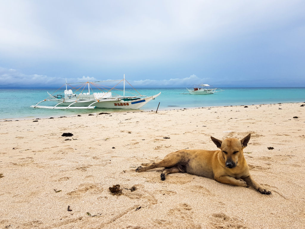 Psy na Bantayan Island